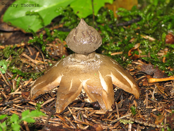 Geastrum sessile 1.JPG