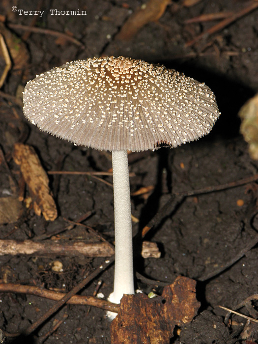 Coprinus radians 1a.JPG