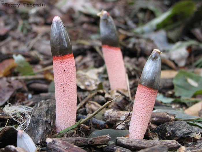 Mutinus caninus - Common Stinkhorn 4.JPG