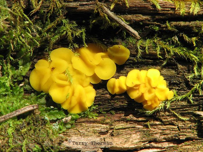 Bisporella citrina - Minute Lemon Cup 13a.jpg