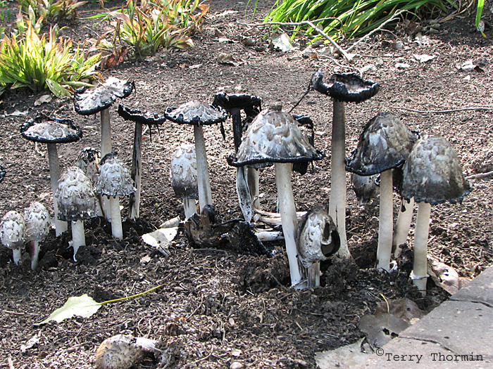 Coprinus comatus - Shaggy Mane 13.JPG