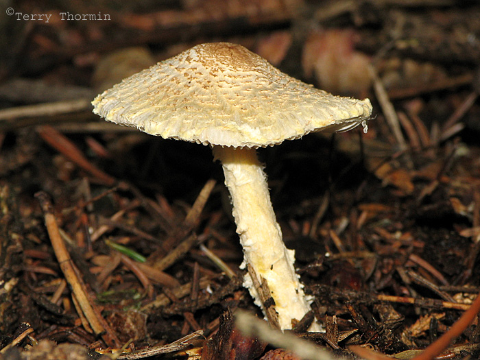 Cystoderma granulosum 1a.jpg