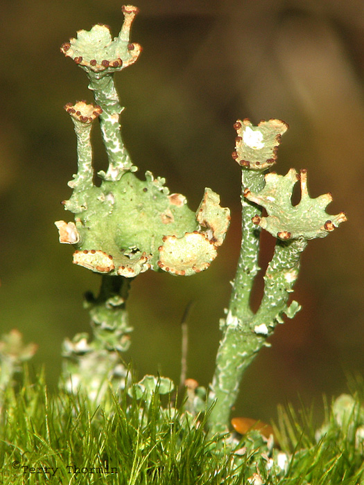 Cladonia multiformis - Lichen 1a.jpg