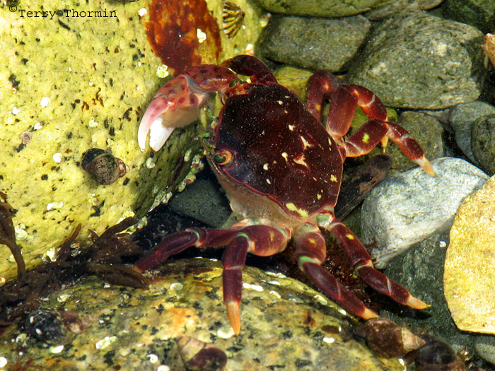 Purple Shore Crab 1a.jpg