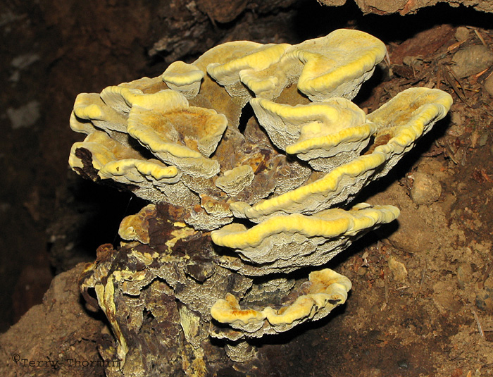 Bracket Fungus B2a.jpg