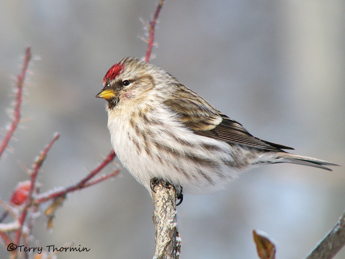 Common Redpoll female 17a.jpg