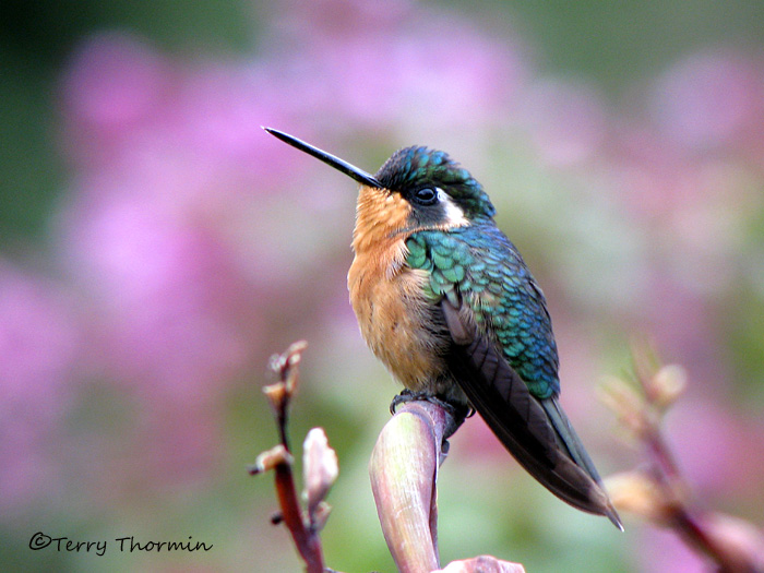 White-throated Mountaingem female 1b - Sav.jpg