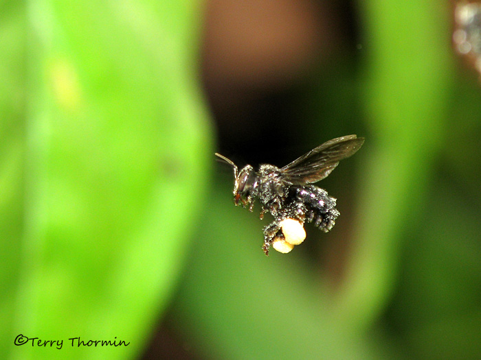Stingless bee in flight B1a - RN.jpg