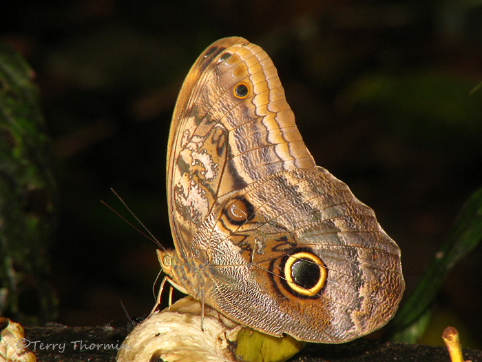 Owl Butterfly - Caligo illioneus 1 - SV.jpg