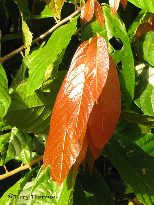 Cacao leaves 1 - SV.JPG