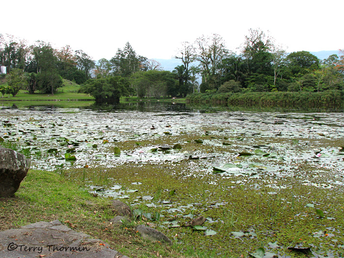 Pond at Catie Botanical Gardens 2 - RN.JPG