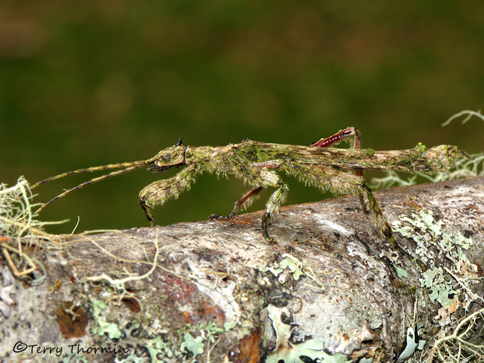 Walking Stick B12a - Sav.jpg