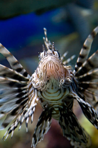Lion Fish