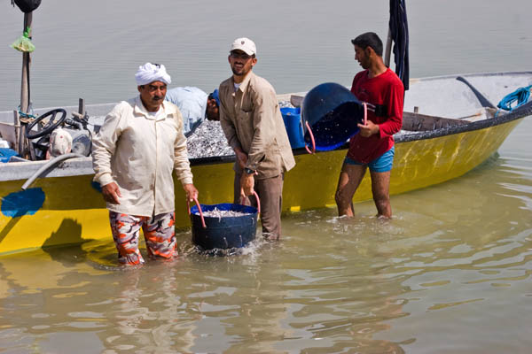Sardine Fishermen