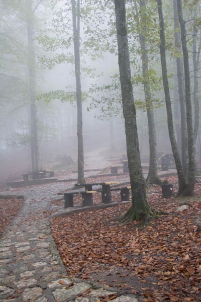 Namak Abrood Forests
