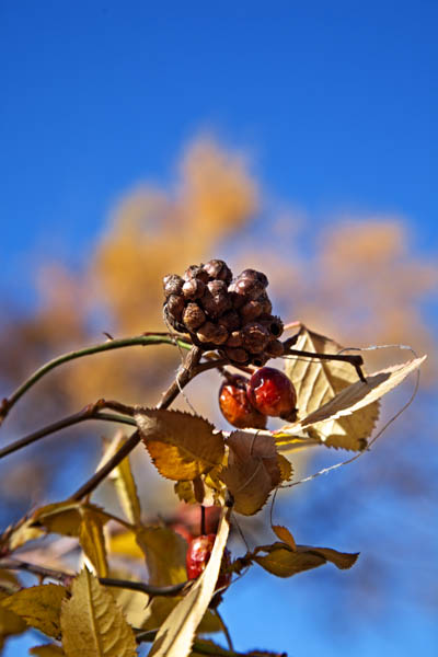 Autumn