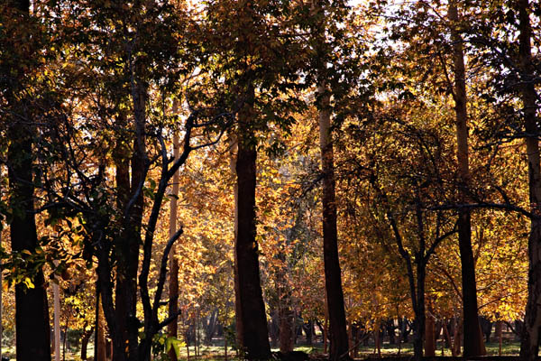 Autumn
