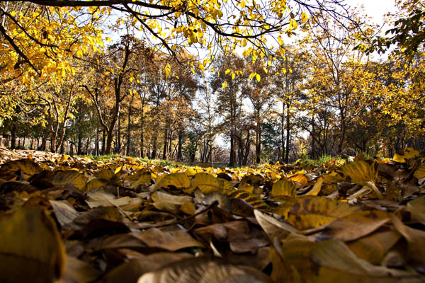 Autumn