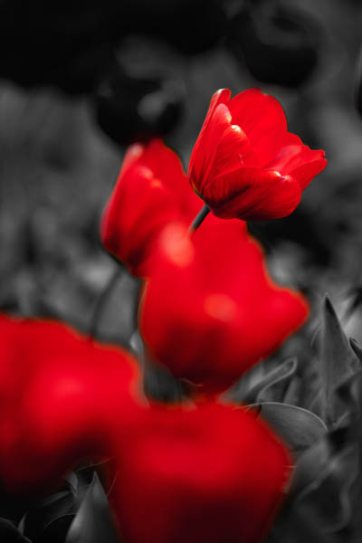 Red like Blood