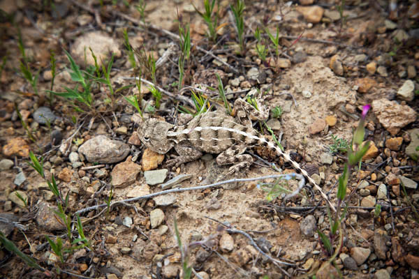 Chameleon