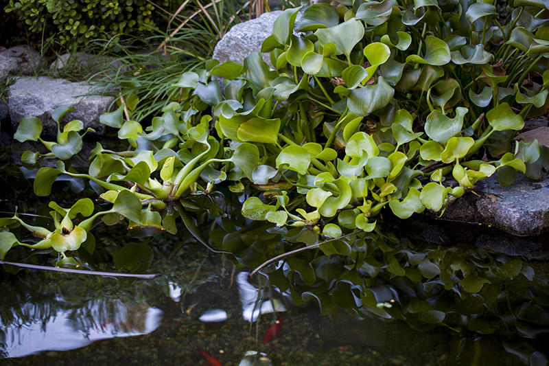 South Coast Botanic Garden