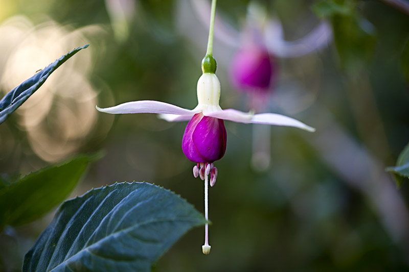 South Coast Botanic Garden