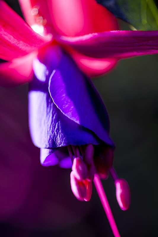 South Coast Botanic Garden