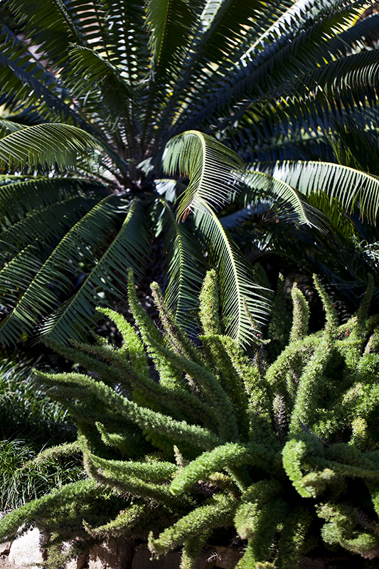 South Coast Botanic Garden