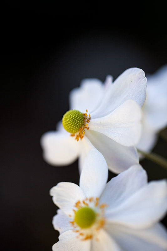 South Coast Botanic Garden