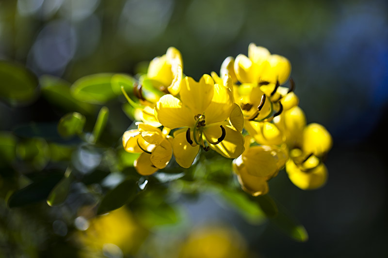 South Coast Botanic Garden