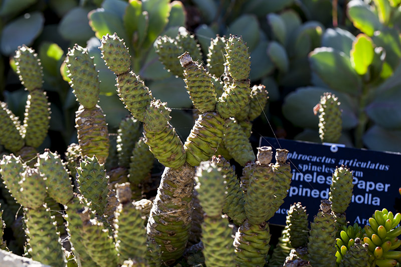 South Coast Botanic Garden