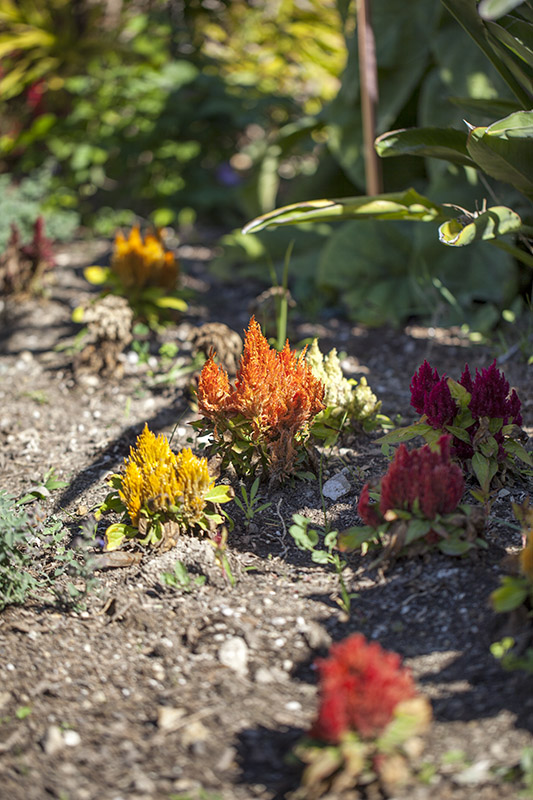 South Coast Botanic Garden