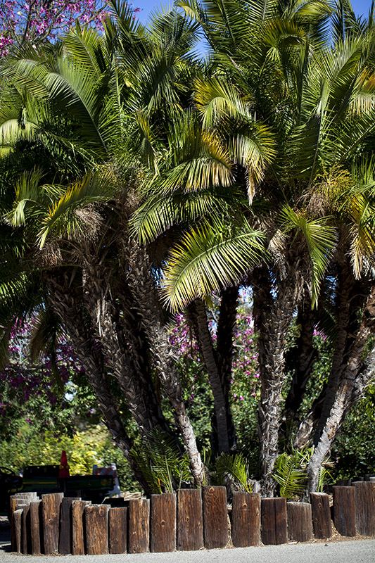 South Coast Botanic Garden