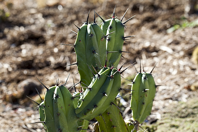 South Coast Botanic Garden