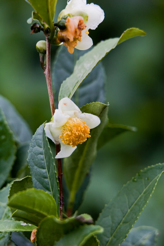 Tea Bloom