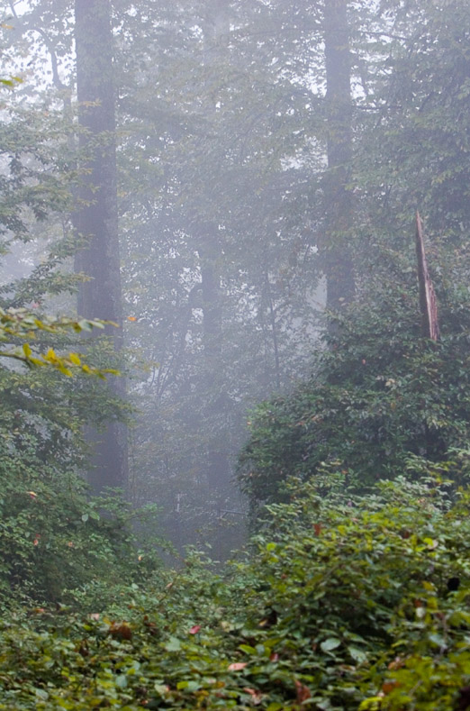 Foggy forest