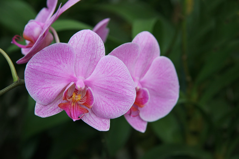 Orchid