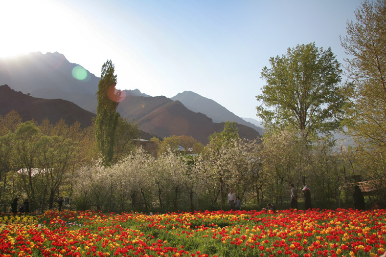 Tulip Garden