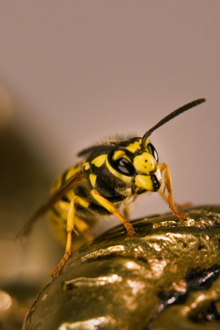 Wasp