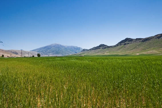 Wheat Farm