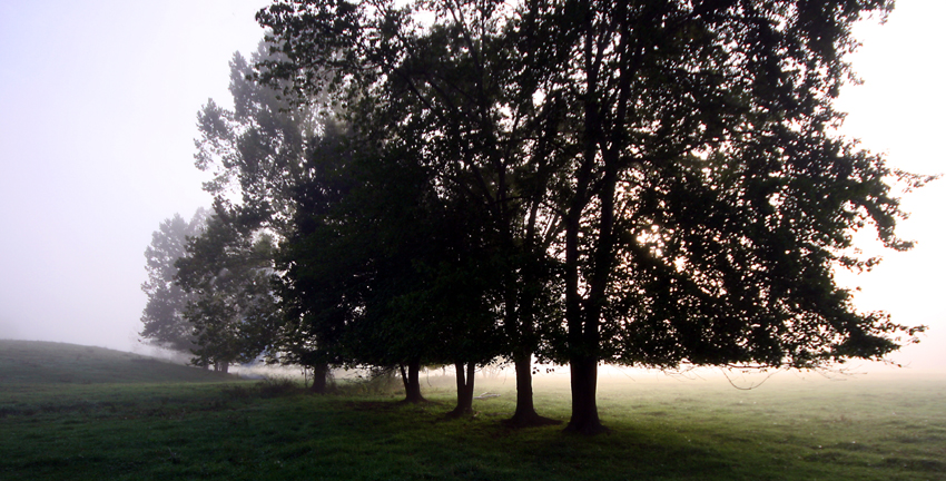 cattle trees