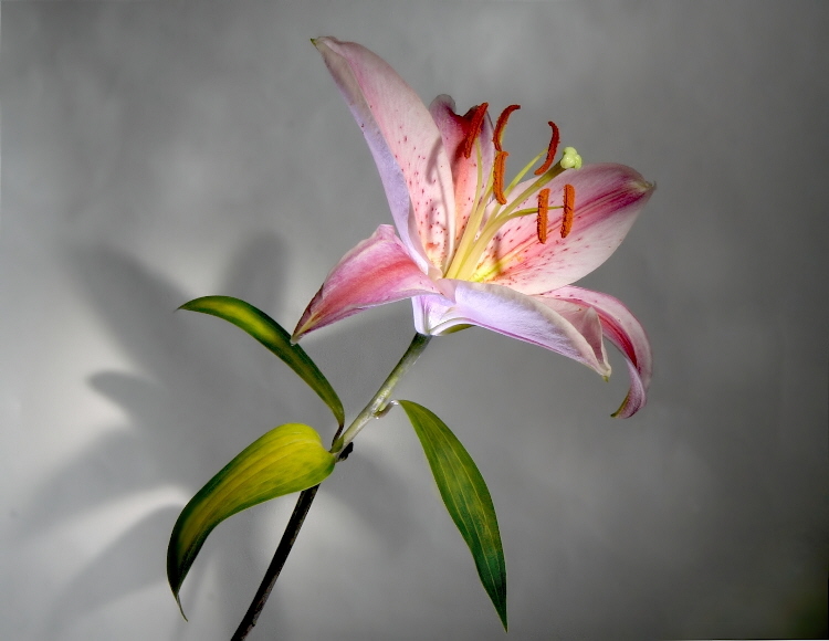 Lily fever