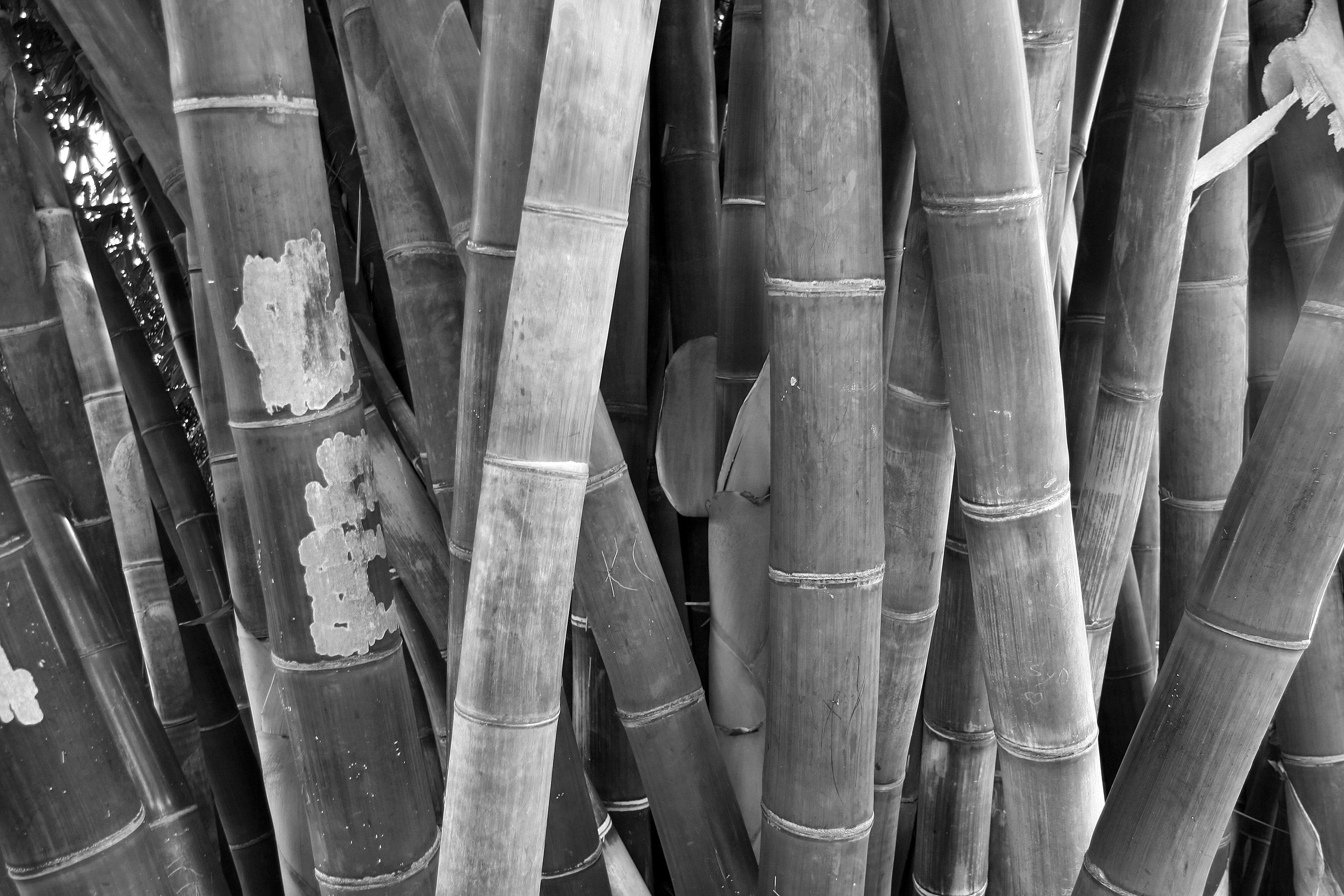 Giant Bamboo