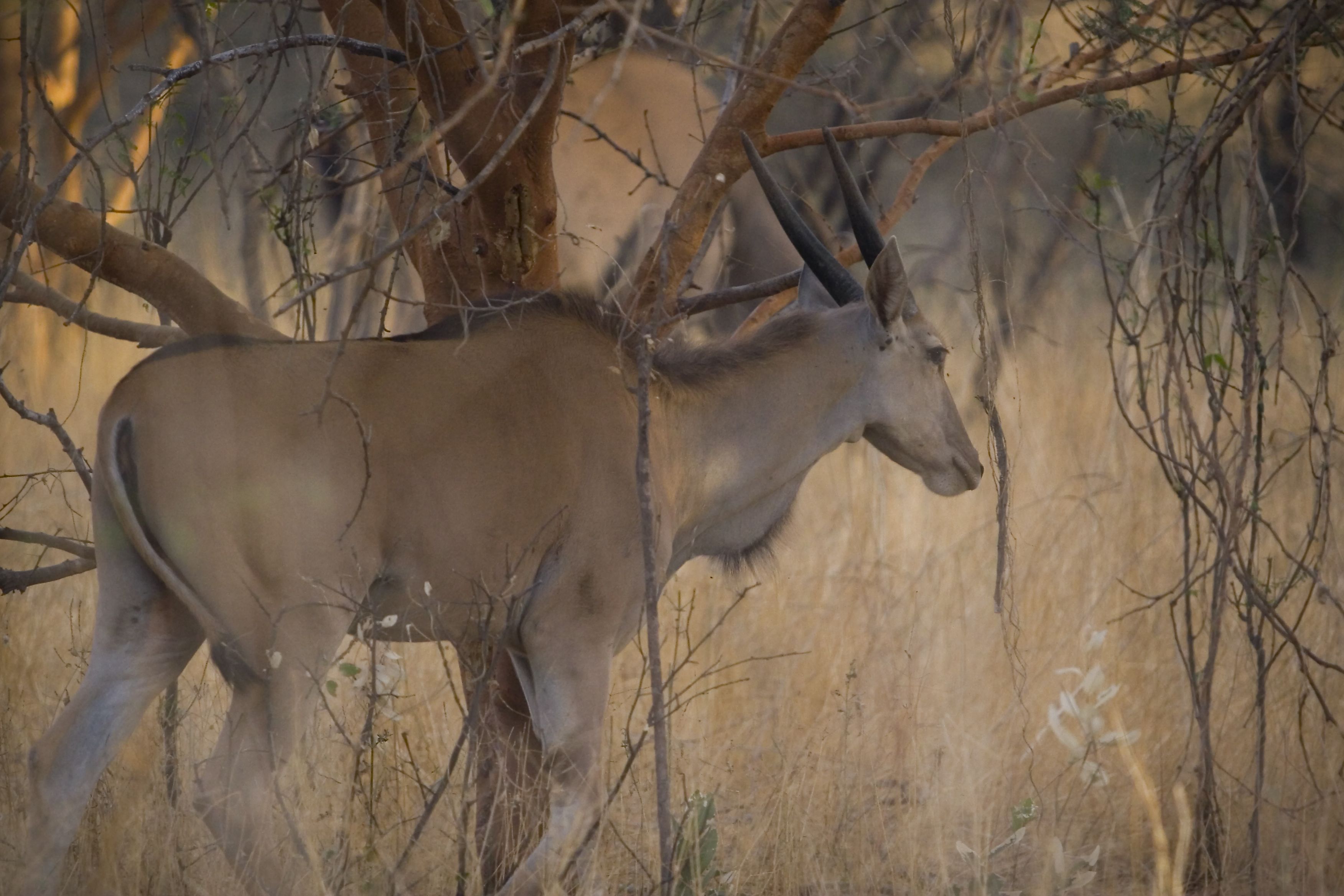 Sunset Antelope