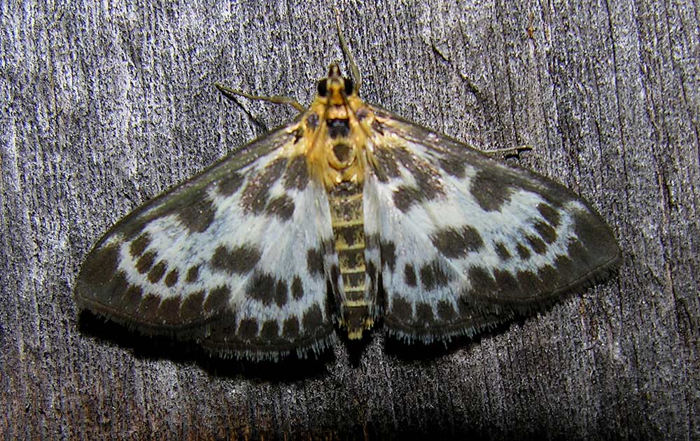 Eurrhypara hortulata - 4952 - Small Magpie Moth