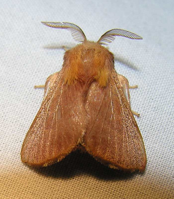 moth-july6.jpg