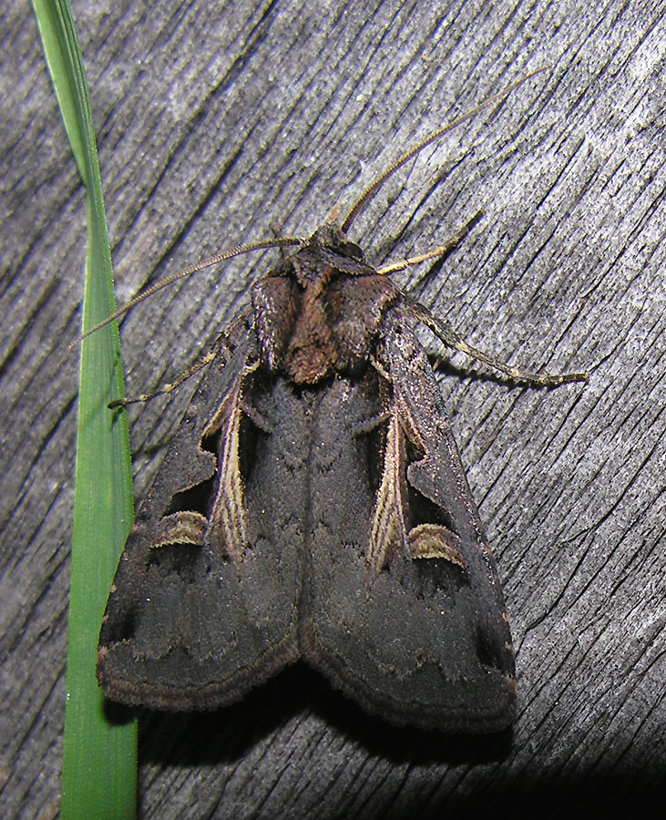 Feltia herilis - 10676 - Masters Dart Moth