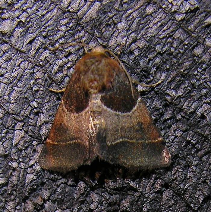 Schinia arcigera - 11128 - Arcigera Flower Moth