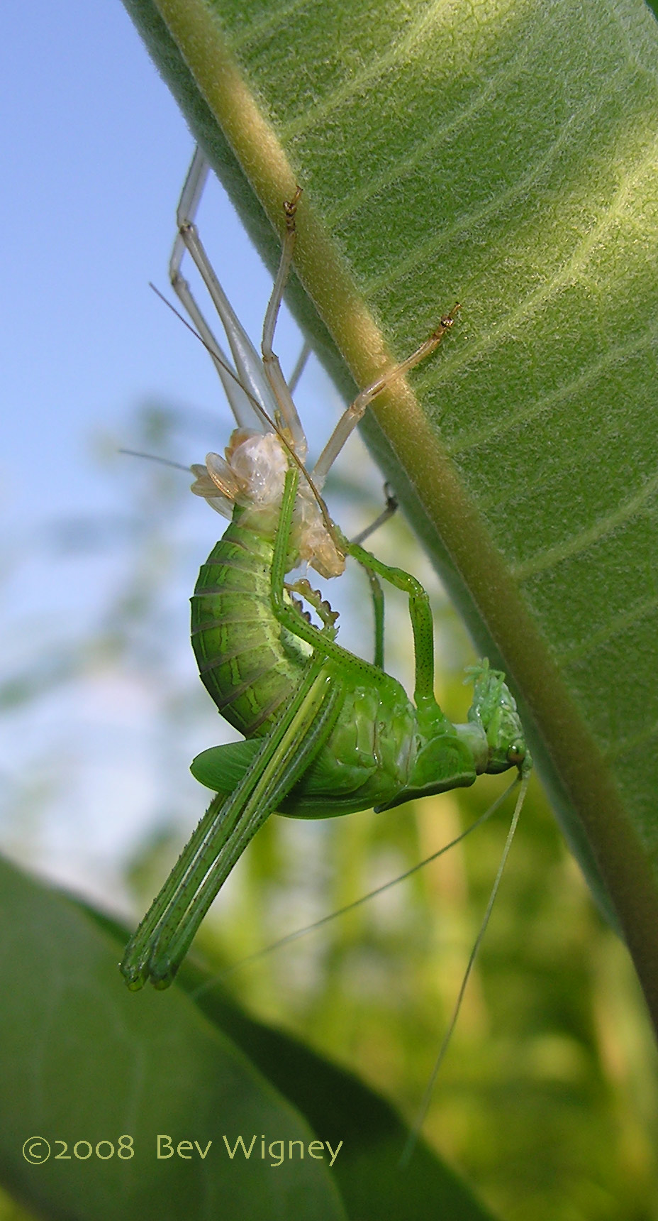 Katydid molting