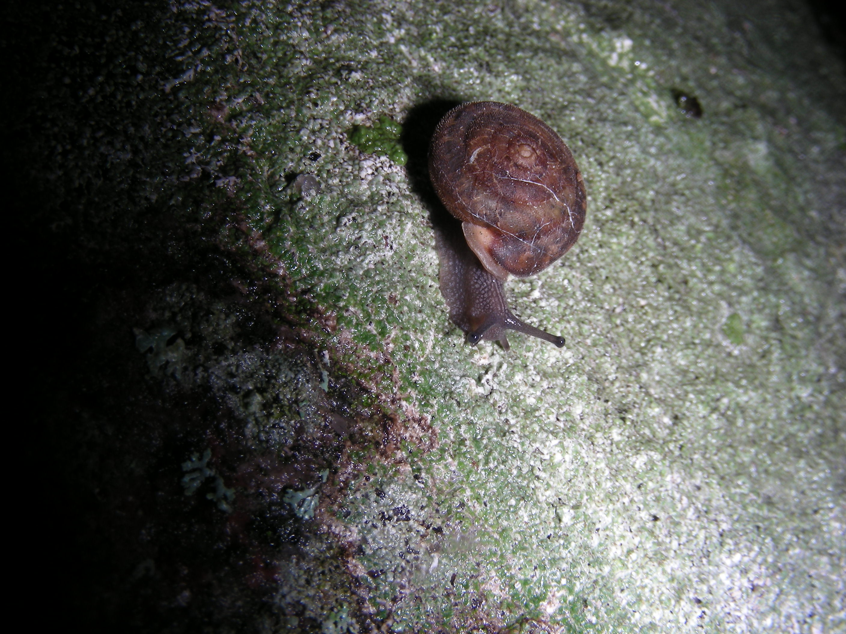 Snail A Trillium Woods Kanata 28 September 2008 017 4.jpg